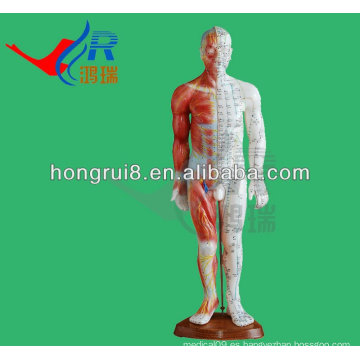 Anatomía Profesional 55cm Medical Acupuncture &amp; Muscle Model